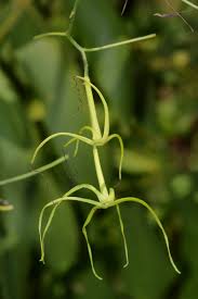 Image result for Trochomeria macrocarpa