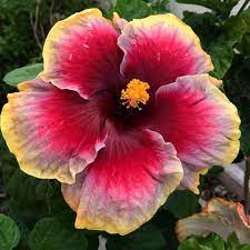 Language Of Love Hibiscus Hibiscus Flowers Tropical Flowers