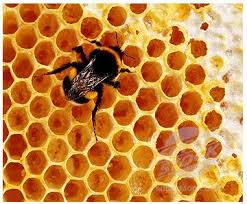 Tessellations In Nature Geometry In Nature Fractals In Nature Maths In Nature