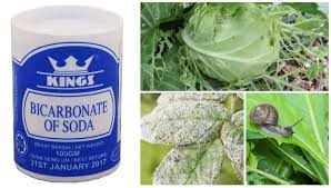 Natrium bikarbonat (disebut juga sebagai soda kue bahasa inggris: Atasi Masalah Di Kebun Ini 9 Kegunaan Baking Soda Untuk Tanaman Lebih Subur