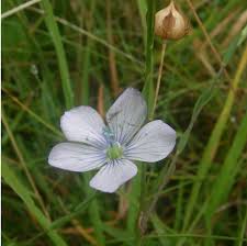 Image result for Linaceae