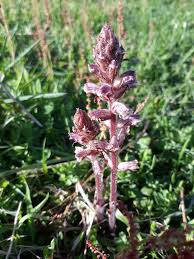 Image result for Orobanche minor
