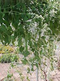 Image result for Antigonon leptopus