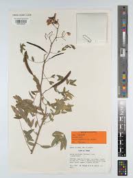 Image result for Senna sophera