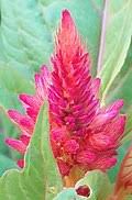 Image result for Celosia stuhlmanniana