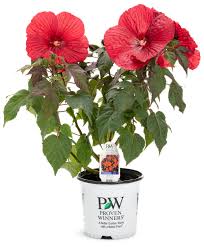 Image result for Hibiscus kirkii