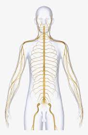 Size of this png preview of this svg file: Nervous System Dubai Nerve Png Image Transparent Png Free Download On Seekpng