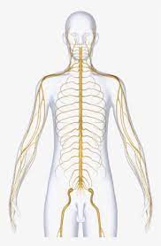 An online study guide to learn about the structure and function of the human nervous system parts using interactive animations and diagrams demonstrating all the essential facts about its organs. Nervous System Dubai Nerve Png Image Transparent Png Free Download On Seekpng