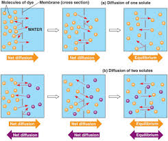 Diffusion Fried Biochem Knowledge Sauce With A Sprinkle Of Imagination