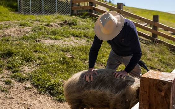 Sam Neill - finding balance among the vines | RNZ