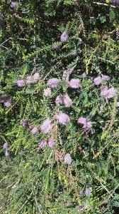 Image result for Melaleuca decussata