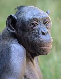 The Bonobo Is One Of The Most Rare And Intelligent Animals Beautiful Primates Animals Wild