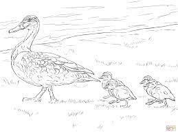 On this page, there are various motifs on the subject of animals for printing and coloring. Wood Duck Coloring Page Google Search Duck And Ducklings Coloring Pages Chicken Coloring Pages