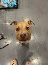 Is this anyone's pup? Found in the area around Odessa High School. Must be  able to describe collar