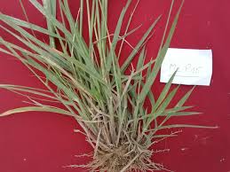 Image result for Urochloa jubata