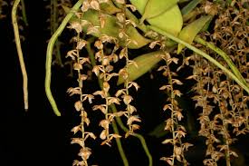 Image result for Diaphananthe bidens