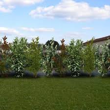 Kit 4 Varietes Xxl En Pot De 4l Haie Persistante Et Fleurie Haie Persistant Arbre Pour Haie Et Arbuste En Pot