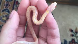 How Do I Get My Stubborn Baby Garter Snakes To Eat Reptiles Amino