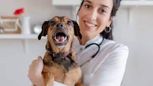 Walmart Offers Pet Pescriptions With Walmart Petrx 2021