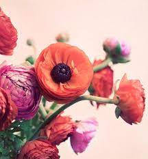 Pin On Spring Cheer