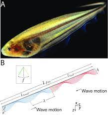 Test your knowledge on this sports quiz and compare your score to others. Photograph Of The Weakly Electric Fish And Schematic Of Fin Kinematics Download Scientific Diagram
