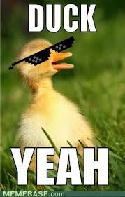 Duck Yeah Bahahahaha Duck Memes Duck Pictures Funny Duck