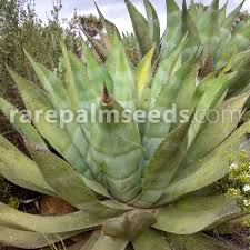 Image result for Grangea zambesiaca