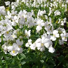 Image result for Nemesia fruticans