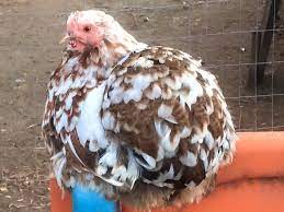 White frizzle cochin bantam white in color, with feathers that curve outward and forward that give a frizzled appearance. Neat Chocolate And White Colored Calico Bantam Cochin Bantam Chickens Chicken Breeds Chickens Backyard