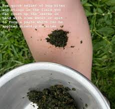 Image result for Pouzolzia guineensis