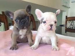 Akc female chocolate tan french bulldog cutie. Top 10 Best Cute French Bulldog Puppies Videos Compilation 2016 Youtube