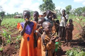 Image result for Anisophyllea boehmii