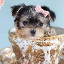 Stop by or call today for info. Adorable Female Morkie Puppy South Florida Teacup Puppies Morkie Puppies Puppies