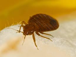These bugs are highly adaptable and can survive in almost any environment. Bedbugs Symptoms Treatment And Removal