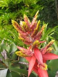 Sharon santoni takes you on a visit to the wholesale flower market in paris, followed by a lesson in floral art with clarisse beraud, of atelier vertumne. 900 Flowers Ideas In 2021 Flowers Beautiful Flowers Pretty Flowers