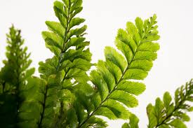 Image result for Trichomanes