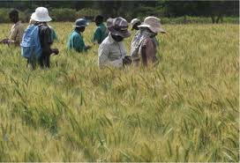 Pyrethrum is a small flowering plant, which grows to a maximum height of about half a metre. Wheat In Kenya Past And Twenty First Century Breeding Intechopen