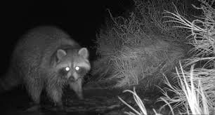 Hidden Wildlife On Salt Creek