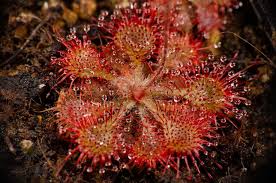Image result for Drosera burkeana