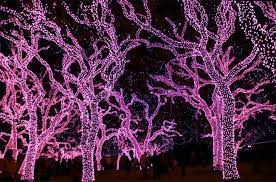 Pink Tree Light Pink Christmas Lights Outdoor Christmas Tree White Christmas Lights