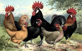 The brown leghorns are further divided into dark and light. Spanish Leghorn Minorcan Ancona Chickens The Poultry Pages