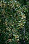 Image result for Combretum imberbe