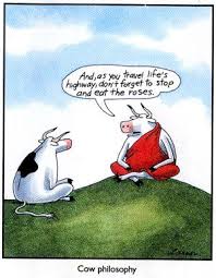Get Ready For A Little Bovine Humor Cows Funny Funny Cartoons The Far Side