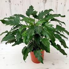 Buy Philodendron Philodendron Xanadu Delivery By Waitrose Garden In Association Harmful If Eaten Irritant To Eyes Skin Philodendron Plants