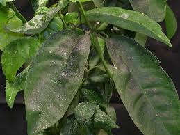 Asian citrus psyllid (acp) / huanglongbing. Asian Citrus Psyllid And Huanglongbing In California