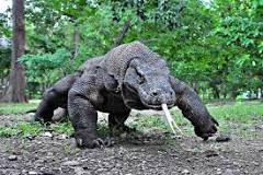 Komodovaraan: Beste plekken om dit dier te zien