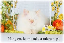 Cats are displayed by show season, with the most recent season at the top. Flame Point Doll Face Himalayan Kitten For Salepersian Himalayan Kittens For Sale In A Rainbow Of Colors In Business For 32 Years