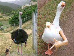Birds With Human Arms What Is A Bird Bird Pictures Bird