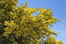 The blossoms are richly perfumed with a scent similar to vanilla. Acacia Tree Facts Learn About Acacia Tree Growing Conditions