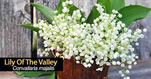 Plant your lily of the valley with the tops barely poking above the soil surface, about 4 apart. Lily Of The Valley Care Growing Conditions And More